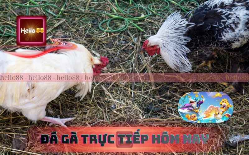 Trải Nghiệm Đá Gà Trực Tiếp Hôm Nay Cực Nét Trên Hello88